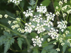 Anthriscus sylvestris