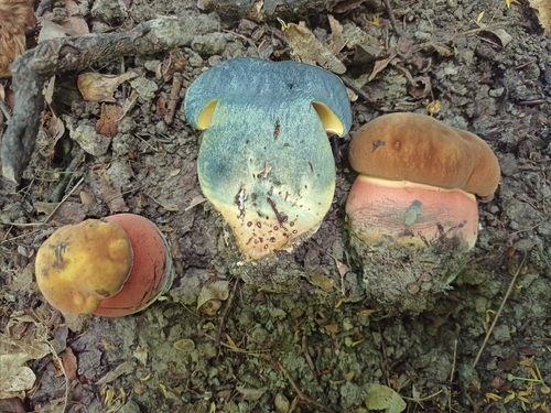 false yellow bolete