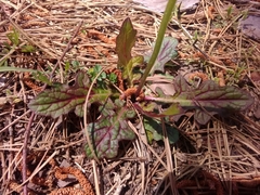 Salvia lyrata