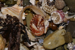 Haliotis coccoradiata