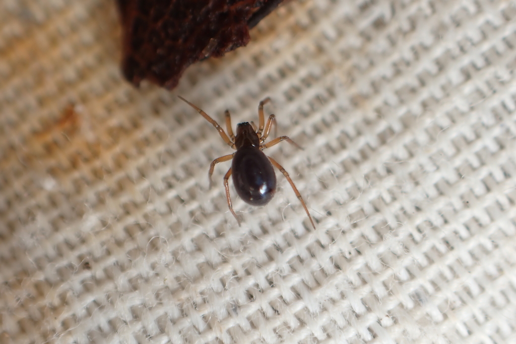 Swamp Lookout Spider