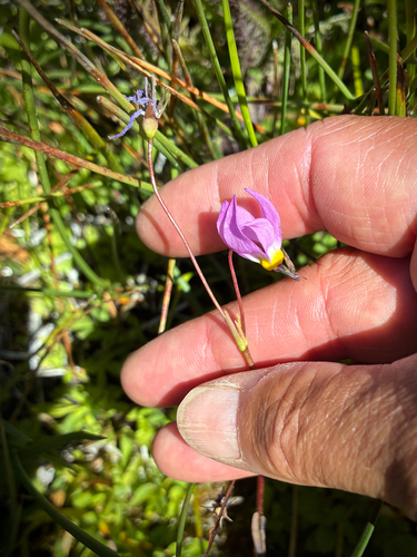 iNaturalist observation photo of alpine shooting star