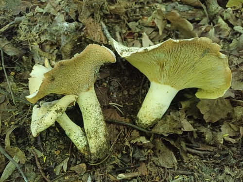 Peppery Milkcap