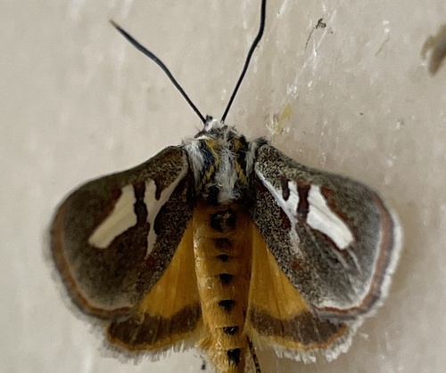 Aegocera bettsi