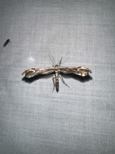 iNaturalist observation photo of Pterophorinae