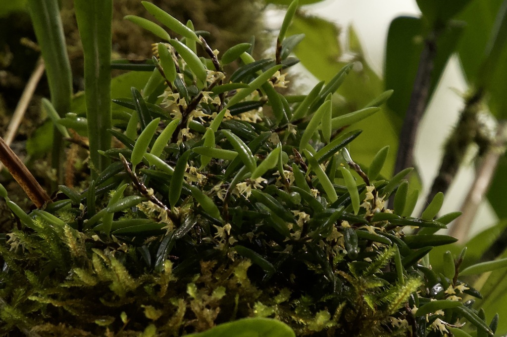 Bulbophyllum gadgarrense