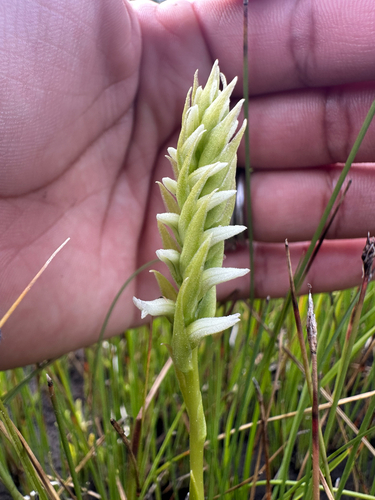 iNaturalist observation photo of Hooded Ladies' Tresses