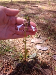 Salvia lyrata