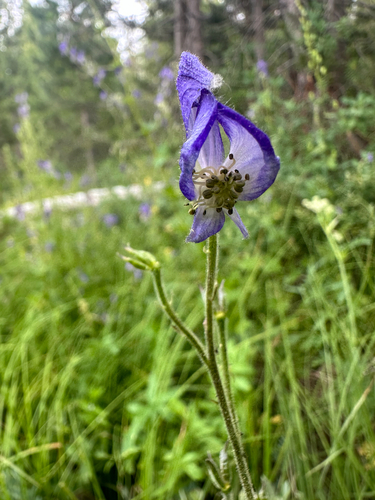 iNaturalist observation photo of Columbian Monkshood