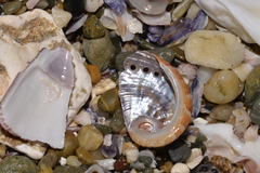 Haliotis coccoradiata