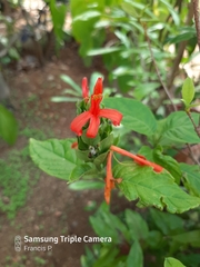 Pachystachys spicata