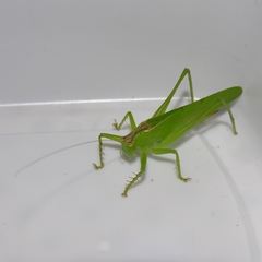 Hexacentrus unicolor