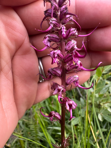 iNaturalist observation photo of Elephant's-Head lousewort