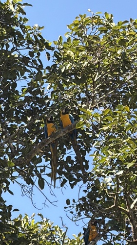 Blue-and-yellow Macaw