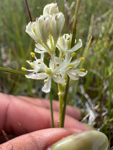iNaturalist observation photo of western false asphodel