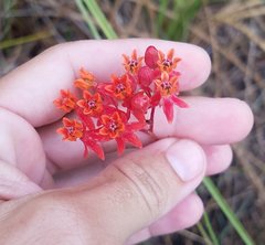 Asclepias lanceolata image