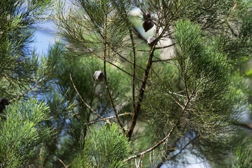 Callitris macleayana observed 2026-06-27