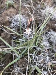 Lithophragma tenellum