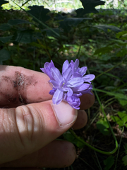 Dichelostemma congestum