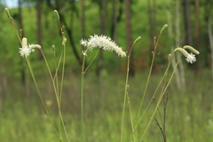 Sanguisorba parviflora