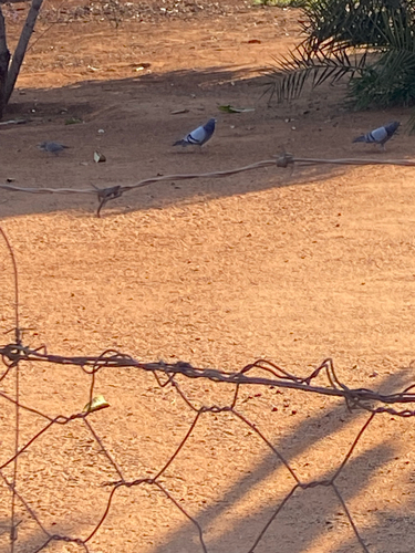 Feral Pigeon