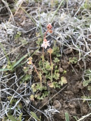 Lithophragma tenellum