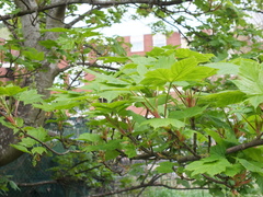 Acer pseudoplatanus