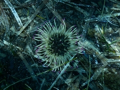 Condylactis aurantiaca