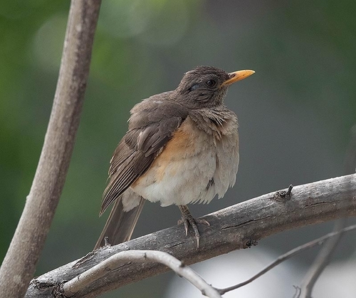 African Thrush