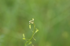 Draba muralis