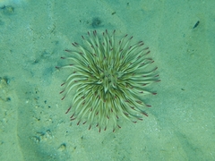 Condylactis aurantiaca