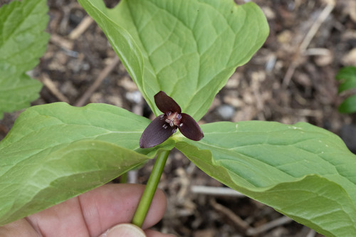 Trillium apetalon, photograph 1