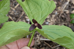 Trillium apetalon, photograph (c) Kristof Zyskowski, some rights reserved (CC BY)