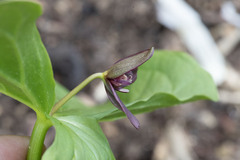 Trillium apetalon, photograph (c) Kristof Zyskowski, some rights reserved (CC BY)