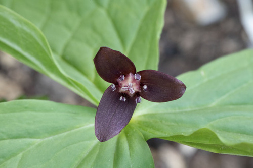 Trillium apetalon, photograph 3