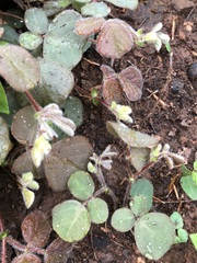 Desmodium rotundifolium