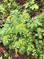 Thaspium barbinode