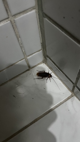 American Cockroach