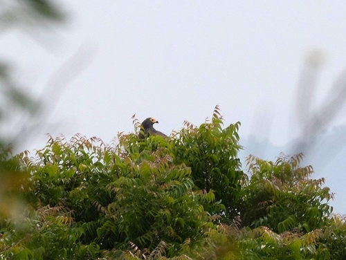 African Harrier-Hawk