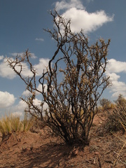 Adesmia spinosissima