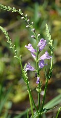 Physostegia pulchella