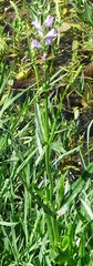 Physostegia pulchella