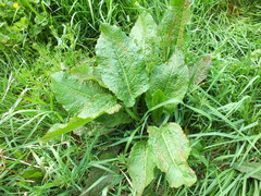 Rumex obtusifolius