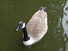 Branta canadensis