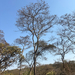 Acacia erythrantha