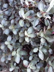 Crassula multicava multicava