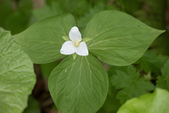 Trillium camschatcense, photograph (c) Kristof Zyskowski, some rights reserved (CC BY)