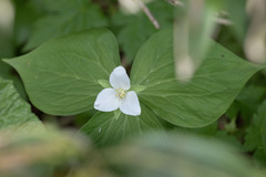 Trillium camschatcense, photograph (c) Kristof Zyskowski, some rights reserved (CC BY)