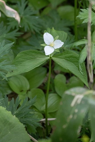 Trillium camschatcense, photograph 2