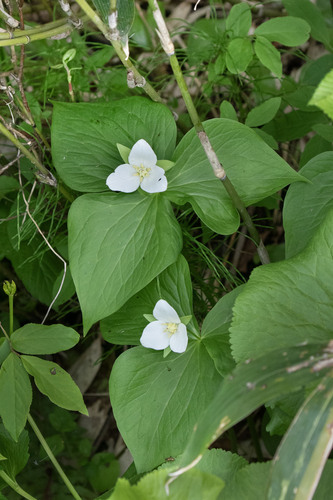 Trillium camschatcense